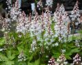 Tiarella CROW FEATHER