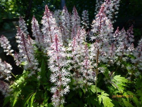 Tiaréla PIRATE'S PATCH