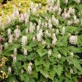 Tiarella PIRATE'S PATCH