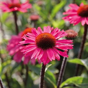 Echinacea SENSATION PINK