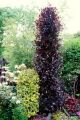 Buk Kolumnowy DAWYCK PURPLE
