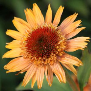 Echinacea SUPREME CANTALOUPE