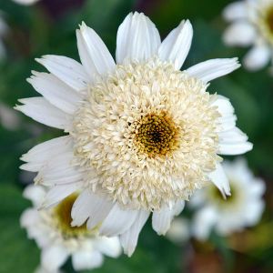 Echinacea DOUBLE DELIGHT