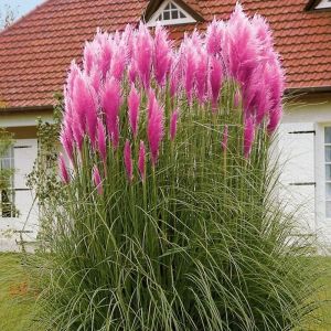 Pampová Tráva Ružová ROSE PLUME