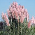 Trawa pampasowa różowa ROSE PLUME
