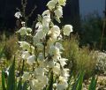 Juka Karolińska YUCCA FILAMENTOSA