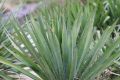 Juka Karolińska YUCCA FILAMENTOSA