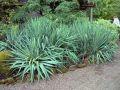 Juka Karolińska YUCCA FILAMENTOSA
