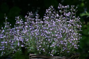 Kalaminta MARVELETTE BLUE
