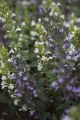 Kalaminta MARVELETTE BLUE