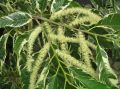Kasztan jadalny VARIEGATA