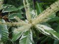 Kasztan jadalny VARIEGATA