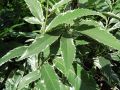 Kasztan jadalny VARIEGATA