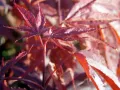 Klon palmowy ATROPURPUREA