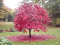 Klon palmowy ATROPURPUREA