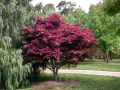 Klon palmowy ATROPURPUREA