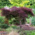 Klon palmowy ATROPURPUREA