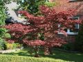 Klon palmowy ATROPURPUREA