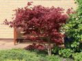 Klon palmowy ATROPURPUREA