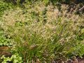 Kosmatka Olbrzymia AUREA