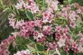 Krzewuszka Cudowna VARIEGATA