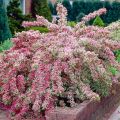 Krzewuszka Cudowna VARIEGATA