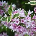 Krzewuszka Cudowna VARIEGATA