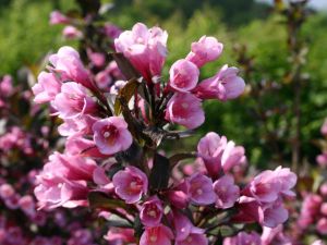 Weigela KOREA
