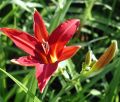 Liliowiec Ogrodowy CRIMSON PIRATE