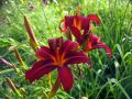 Liliowiec Ogrodowy CRIMSON PIRATE