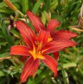 Liliowiec Ogrodowy CRIMSON PIRATE