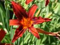 Liliowiec Ogrodowy CRIMSON PIRATE