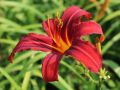 Liliowiec Ogrodowy CRIMSON PIRATE