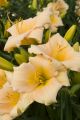 Liliowiec Ogrodowy MINI PEARL