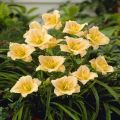Liliowiec Ogrodowy MINI PEARL