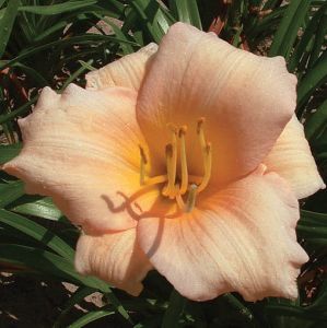 Liliovník záhradný MINI PEARL