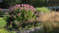 SADZIEC PURPLE BUSH