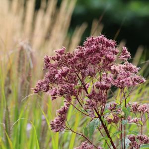 Sadec PURPLE BUSH
