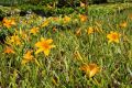 Liliowiec Ogrodowy ATEN