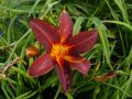 Liliowiec Ogrodowy AUTUMN