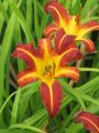 Liliowiec Ogrodowy AUTUMN