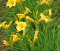 Liliowiec Ogrodowy STELLA D'ORO