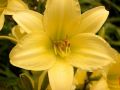 Liliowiec Ogrodowy STELLA D'ORO