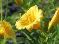Liliowiec Ogrodowy STELLA D'ORO