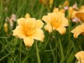 Liliowiec Ogrodowy STELLA D'ORO