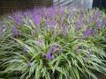 Liriope szafirkowata