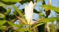 Magnolia biała PARASOLOWATA