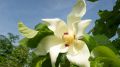 Magnolia biała PARASOLOWATA