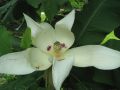 Magnolia biała PARASOLOWATA