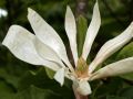 Magnolia biała PARASOLOWATA